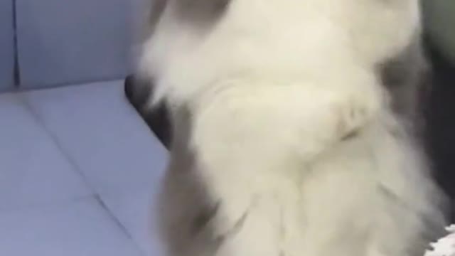 Cute Cat in dancing style🙏🙏