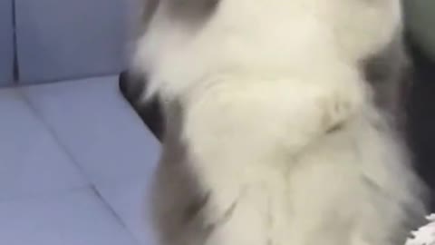 Cute Cat in dancing style🙏🙏