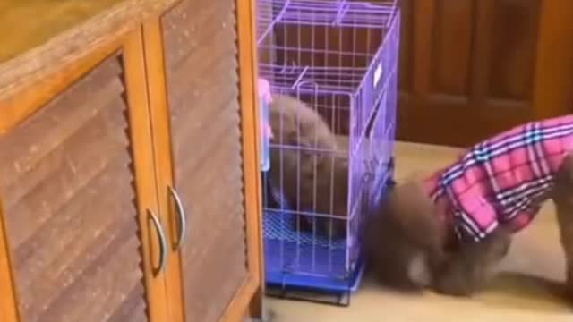 Cute Puppy Helps His Buddy Get Food
