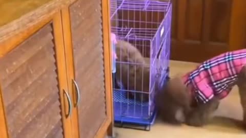 Cute Puppy Helps His Buddy Get Food