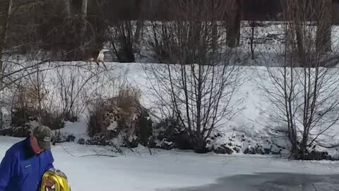 Baby Deer Rescued from Frozen Lake