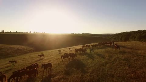 Aerial view of walking horses. Horseman in the distance