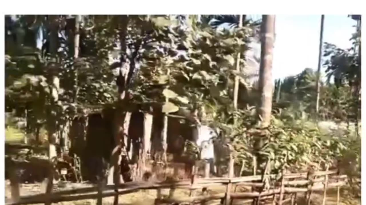 Ha sh liya dikh dd funny sh by