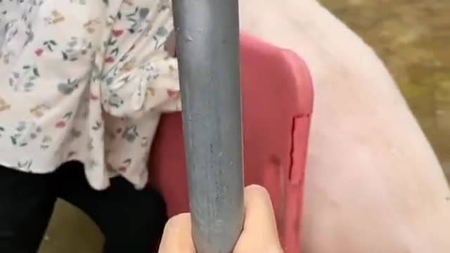 A very heavy pig can't be pushed