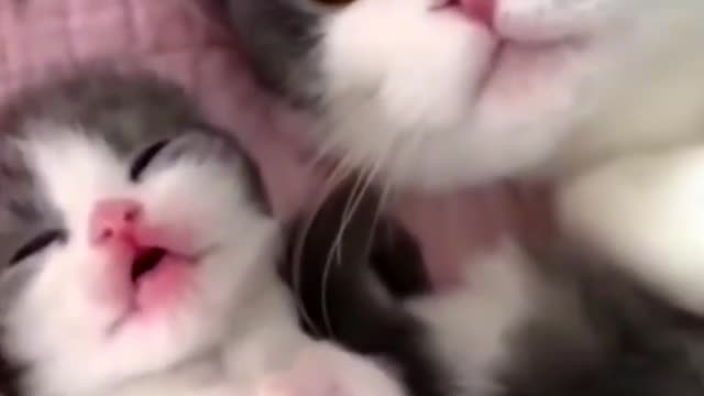 Laughing animals videos | Part 1