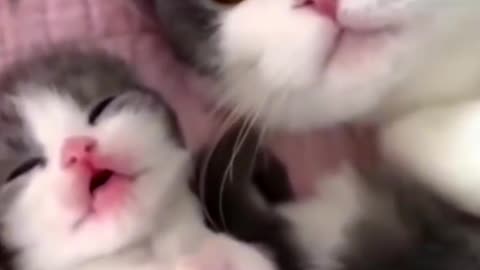Laughing animals videos | Part 1