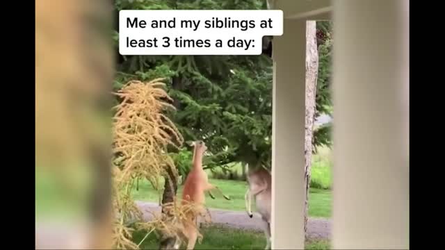 Best Funny animals