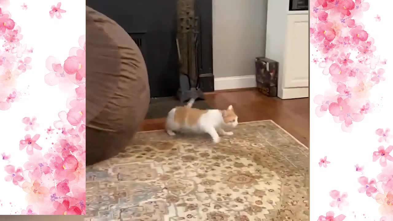 Funniest and Cutest Cats and Dogs - Funny Pet Animals'