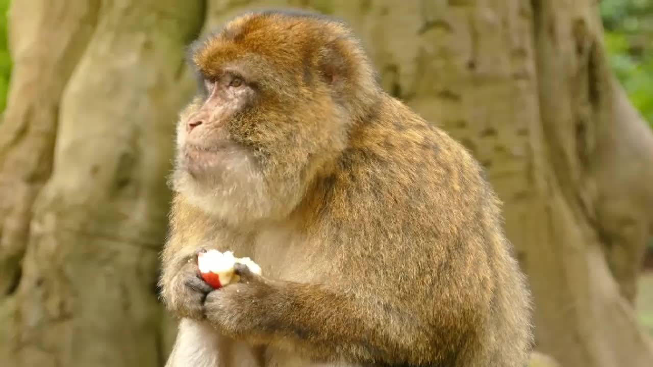 Monkey eat and watch