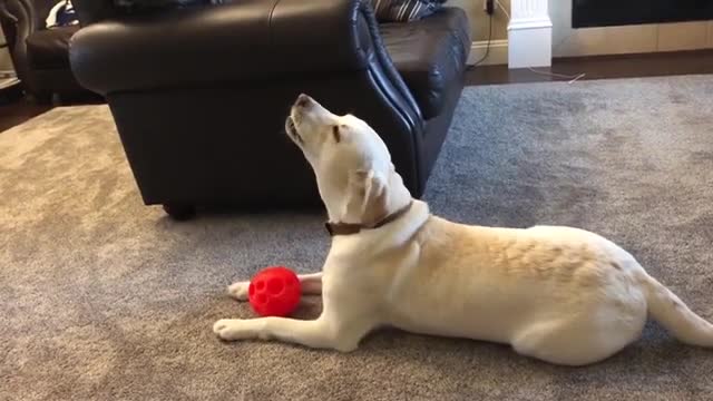 SINGING DOG LOVES PIANO