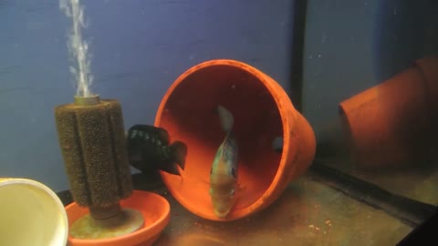 Green Matrix Flowerhorn Breeding Pair