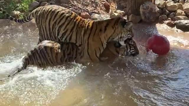 Its baby tiger play time