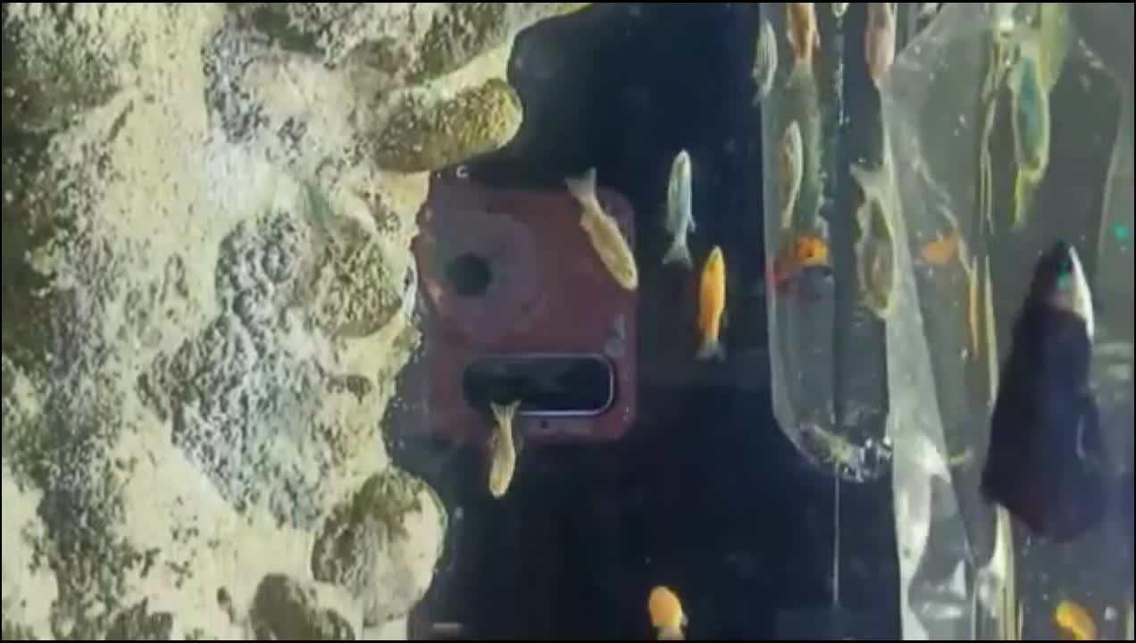 The world of fish is really free, I'm so envious