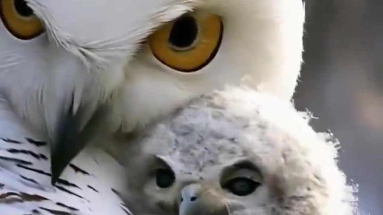 Snow owl and baby 🥰