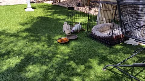White Puppies Playing Outside (13)