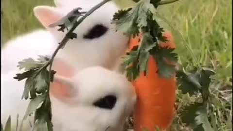 cute bunnies eating carrot