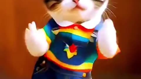 cute dogs and cats funny videos shorts,