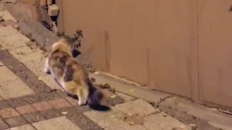 Jumping Mouse Chases Cat Away!