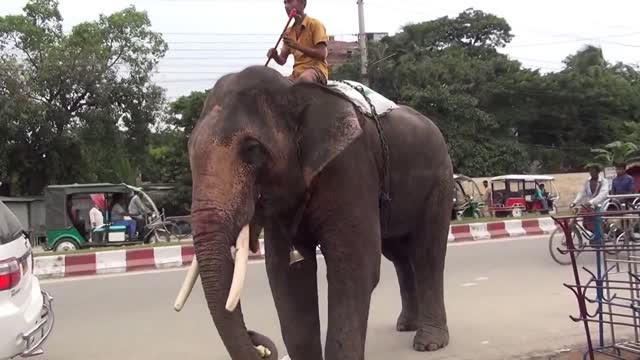 Elephant video, elephant training