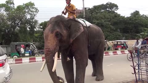 Elephant video, elephant training