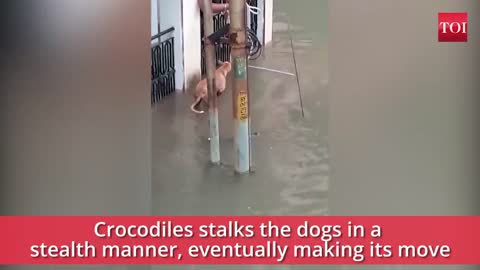 Flooded street crocodile appears and almost makes a snack