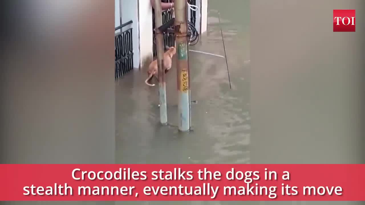 Flooded street crocodile appears and almost makes a snack