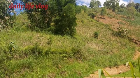 Nature beauty cool summer weather