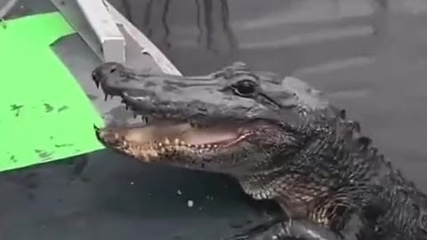 CUTEST ALLIGATOR 🐊😍😍😍😍