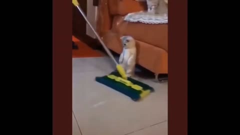Best funny cat videos