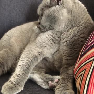 Black Cat With Green Eyes are