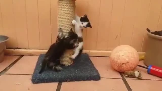 if your cat is John Cena!!! #2 😂 Funny Animals Videos 😂 2021