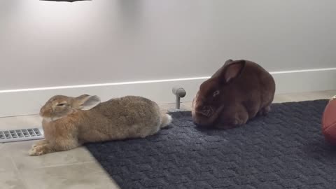 Cute Dwarf Rabbit Falls Asleep