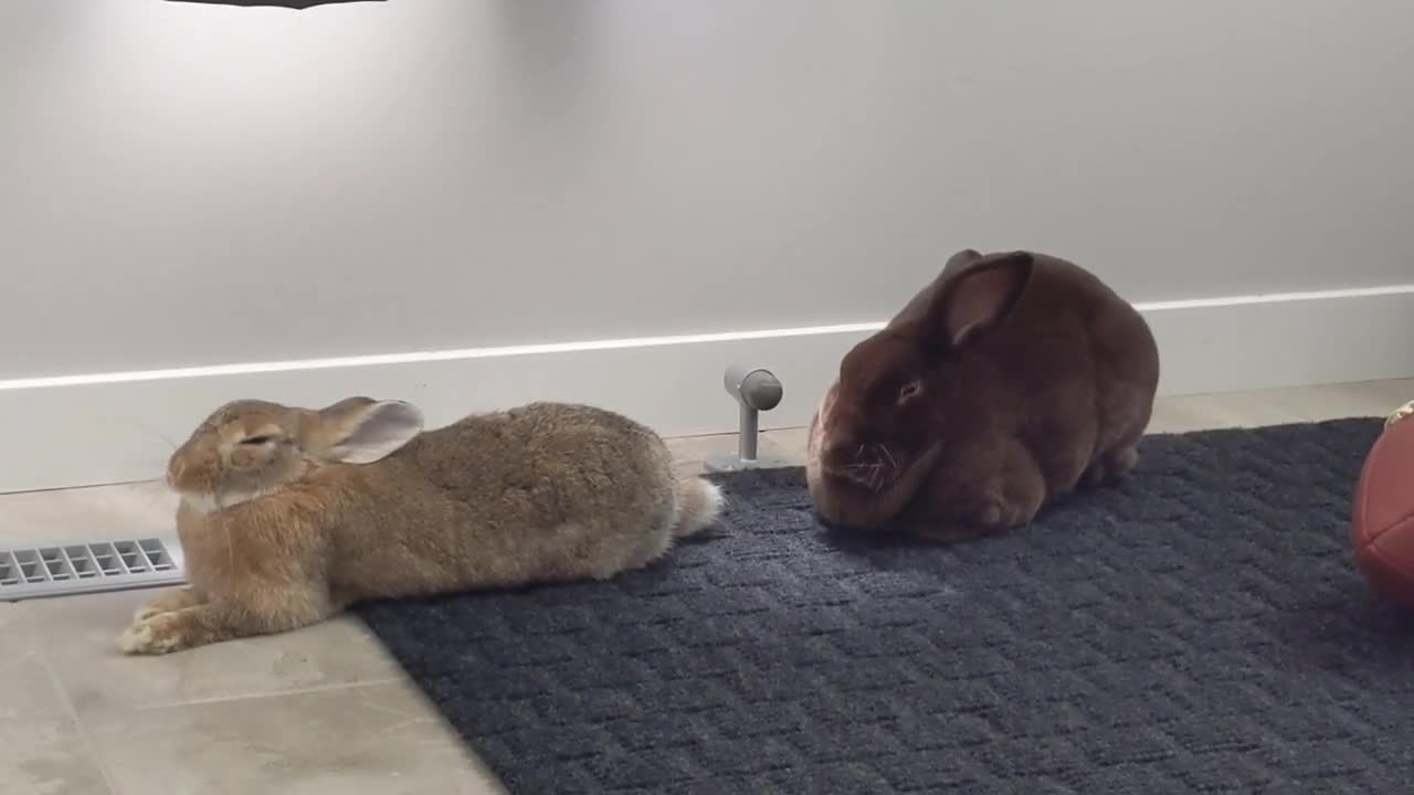 Cute Dwarf Rabbit Falls Asleep