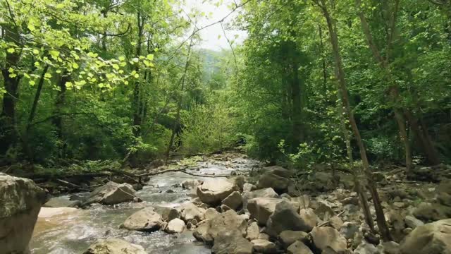 Small stream through woods.