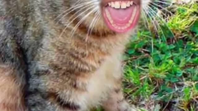 Cute and Funny Cat Videos Compilation - PART 96