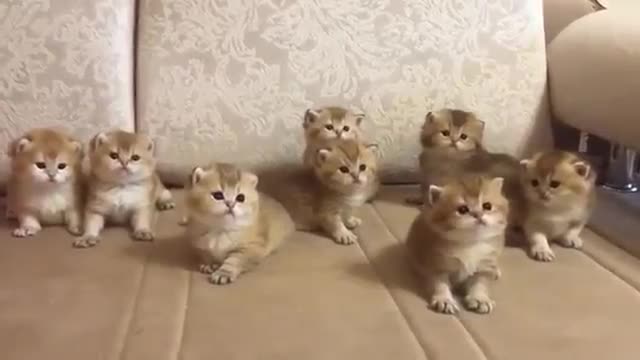 CUTE ANIMALAS -CUTEST LITTLE KITTENS