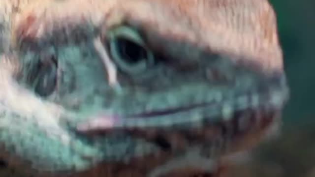 lizard lizard nm
