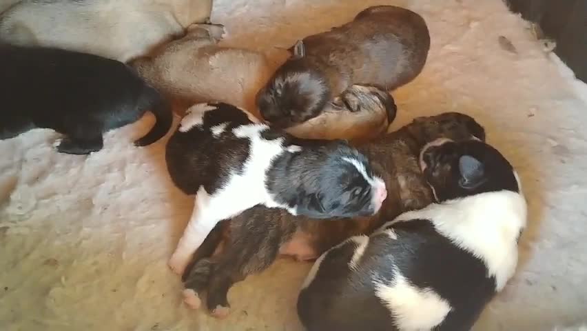 Puppies who were just born