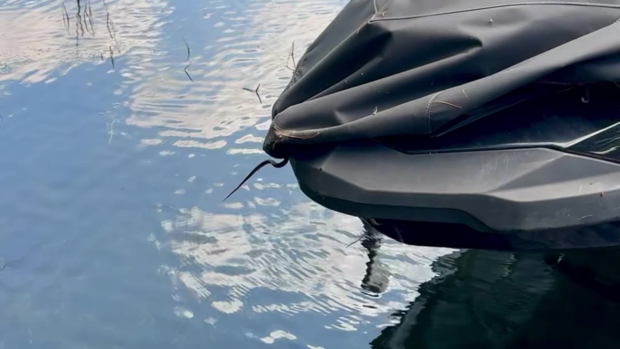 It's The Snakes' Jet Ski Now