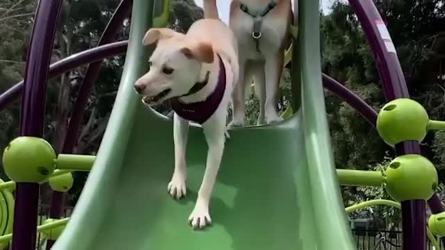 Cute Dogs - Funny Moment