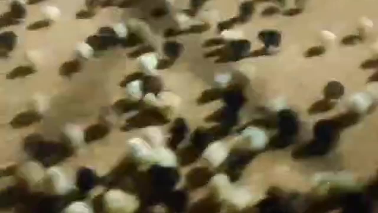Beautiful Chicks