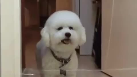 هاذا الكلب الطيف حقا مضحك..This cute dog is really funny