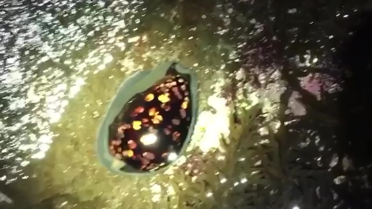 Wildlife & Funs