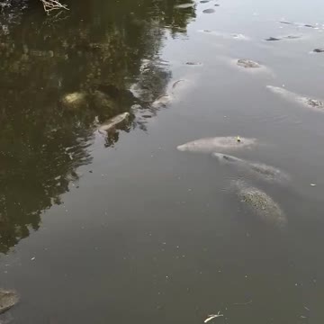St. George’s Canal manatees