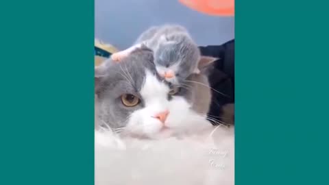 Cats sleeping kittens on mom's head 🥰