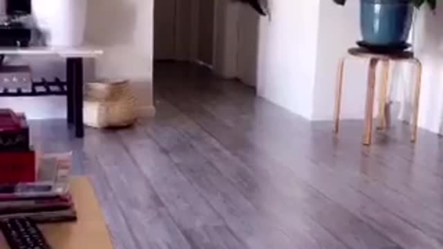 Black cat playing with toothpick and jumping on walls