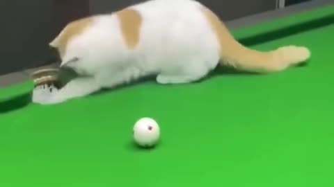 Cat play the Snooker game 😉🥳🏆