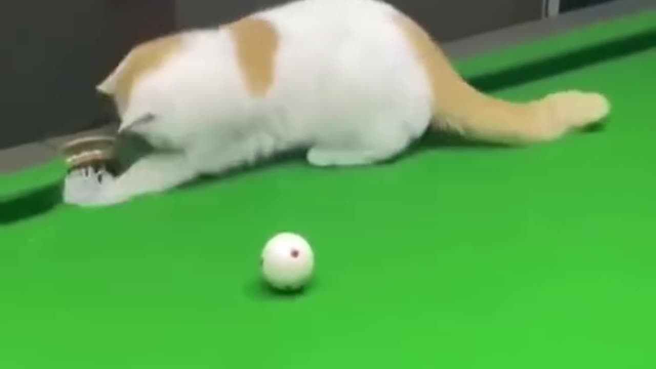 Cat play the Snooker game 😉🥳🏆