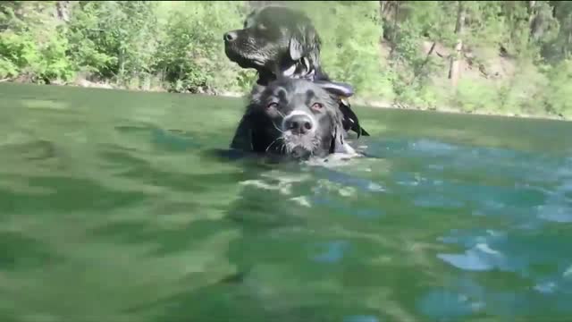 Funny Dog Videos 2021 It's time to LAUGH with Dog's life #3