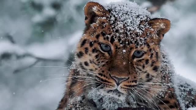 AMAZING LEOPARD IN WINTER 2021